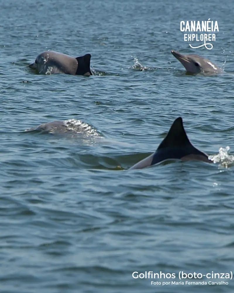 Golfinhos nadando no Lagamar em Cananéia