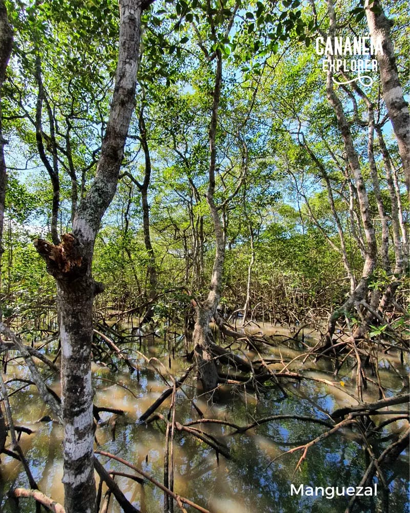 Manguezal Núcleo Marujá e entorno da Ilha Comprida e Cananéia
